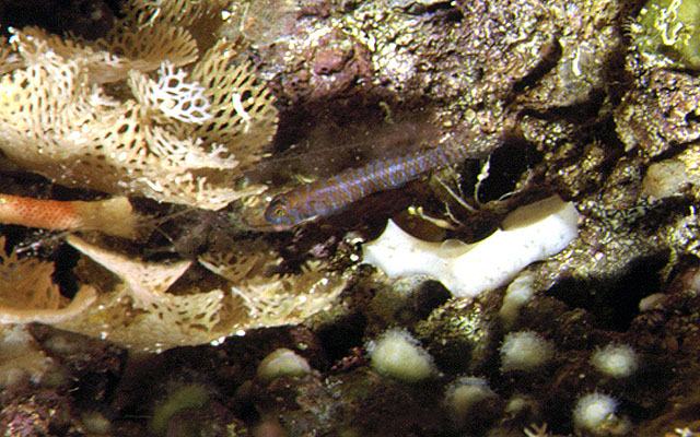 Corcyrogobius liechtensteini